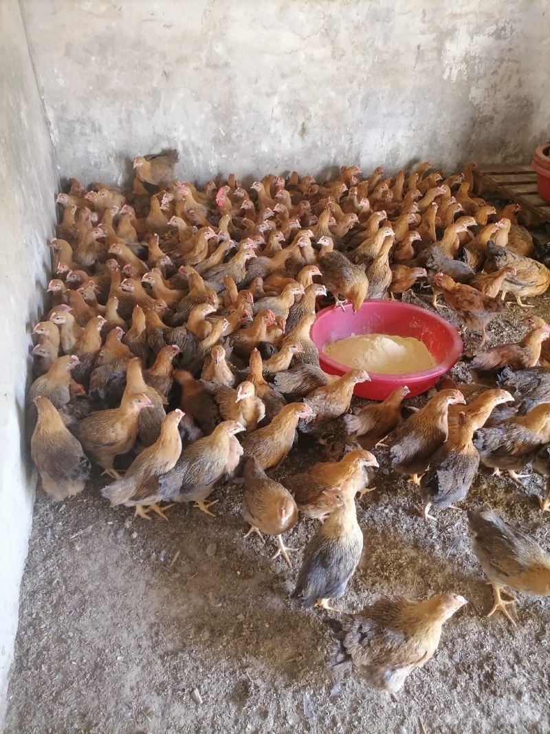 黄脚土黄麻母鸡疫苗齐全体质健康，成活率高。