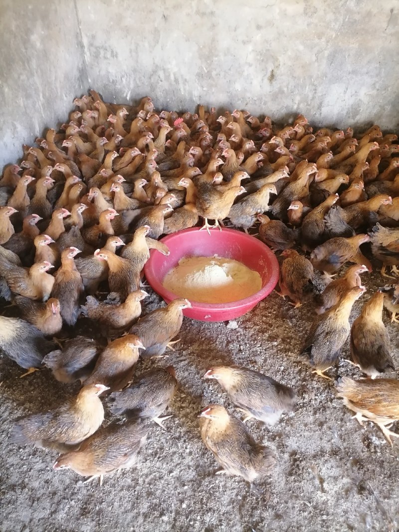 黄脚土黄麻母鸡疫苗齐全体质健康，成活率高。