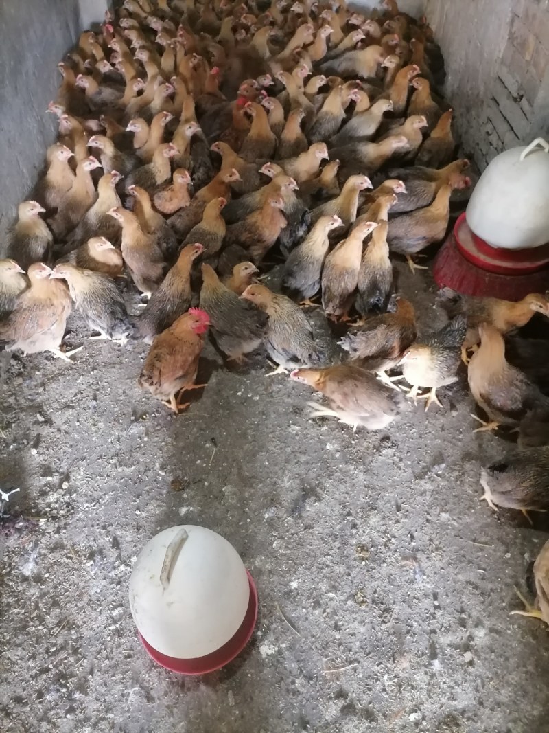黄脚土黄麻母鸡疫苗齐全体质健康，成活率高。
