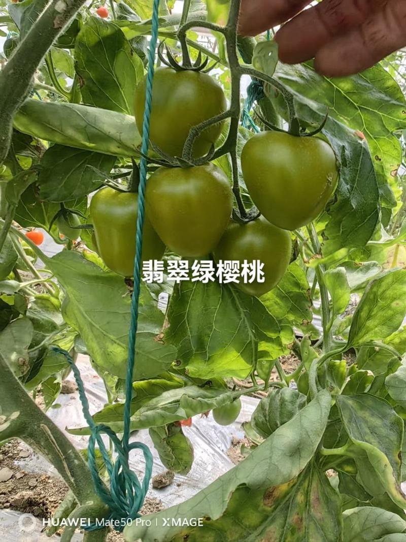 翡翠绿樱桃番茄种子，高甜度12度以，高硬度，高抗TY病毒