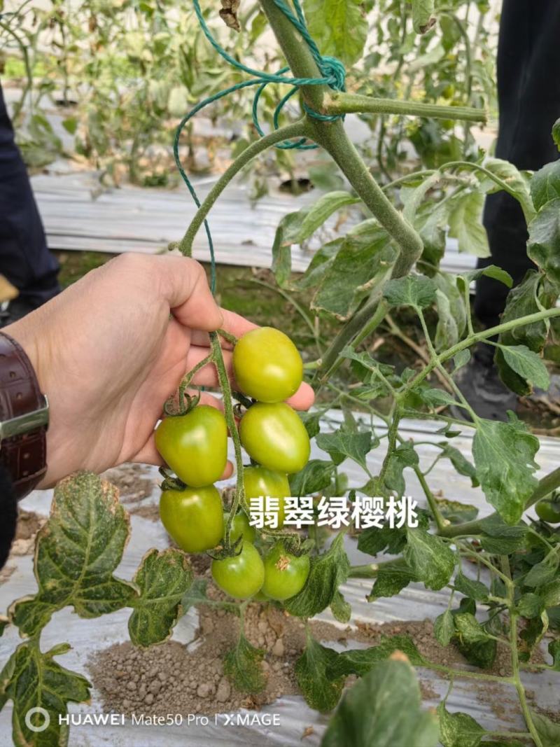 翡翠绿樱桃番茄种子，高甜度12度以，高硬度，高抗TY病毒