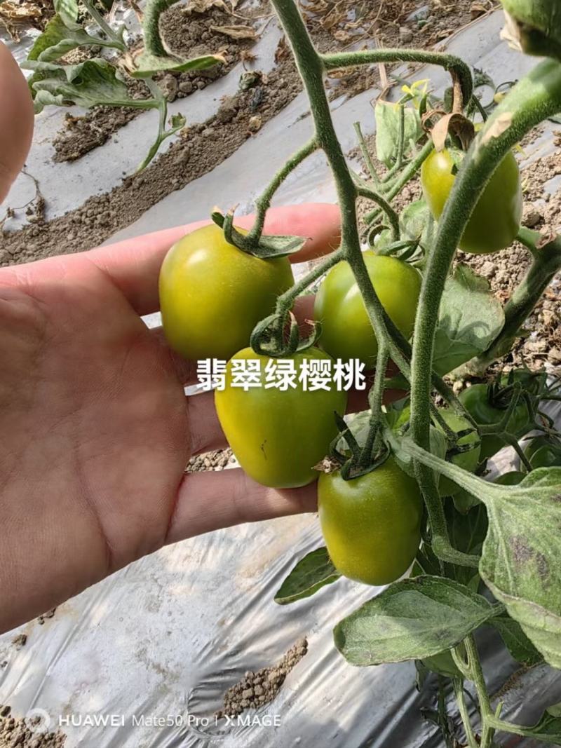 翡翠绿樱桃番茄种子，高甜度12度以，高硬度，高抗TY病毒
