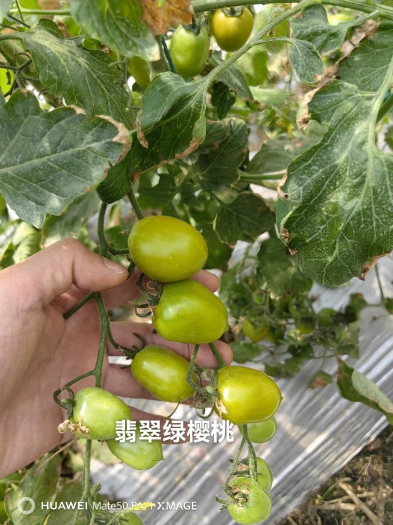 翡翠绿樱桃番茄种子，高甜度12度以，高硬度，高抗TY病毒