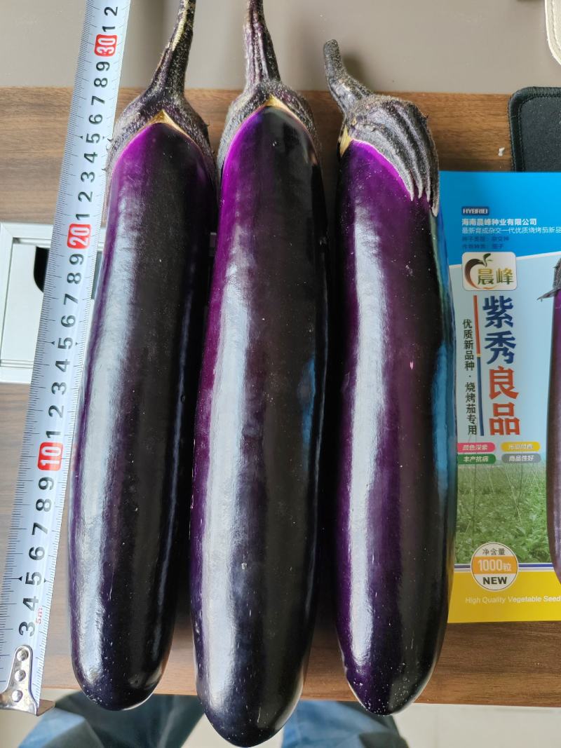 紫秀良品烧烤茄子及普通菜用深紫红色鲜艳有光泽品优质保。