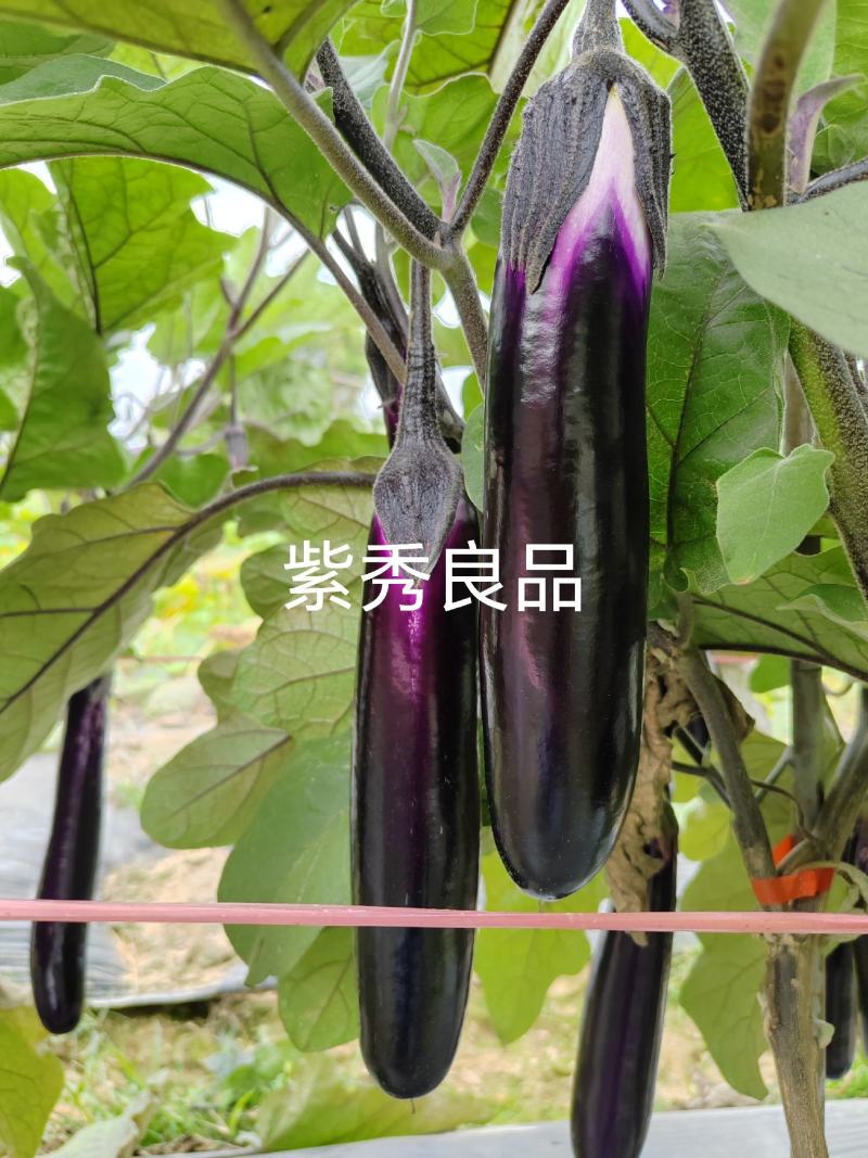 紫秀良品烧烤茄子及普通菜用深紫红色鲜艳有光泽品优质保。