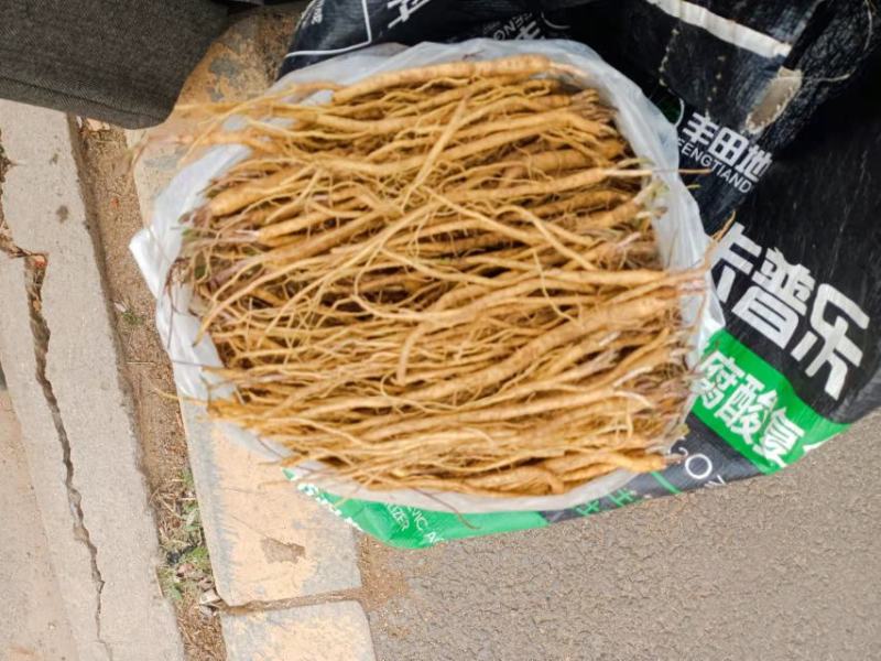 黄芩苗，一手货源质量保证，欢迎电联采购，量大从优