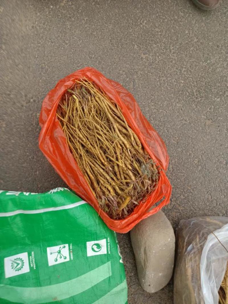 黄芩苗，一手货源质量保证，欢迎电联采购，量大从优