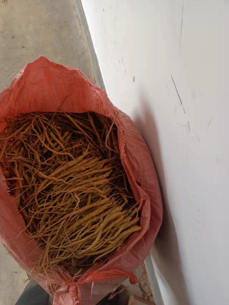 黄芩苗，一手货源质量保证，欢迎电联采购，量大从优