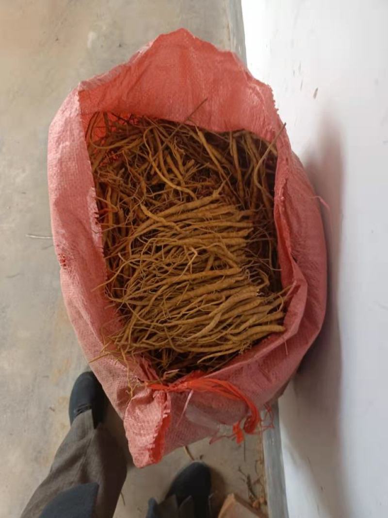 黄芩苗，一手货源质量保证，欢迎电联采购，量大从优