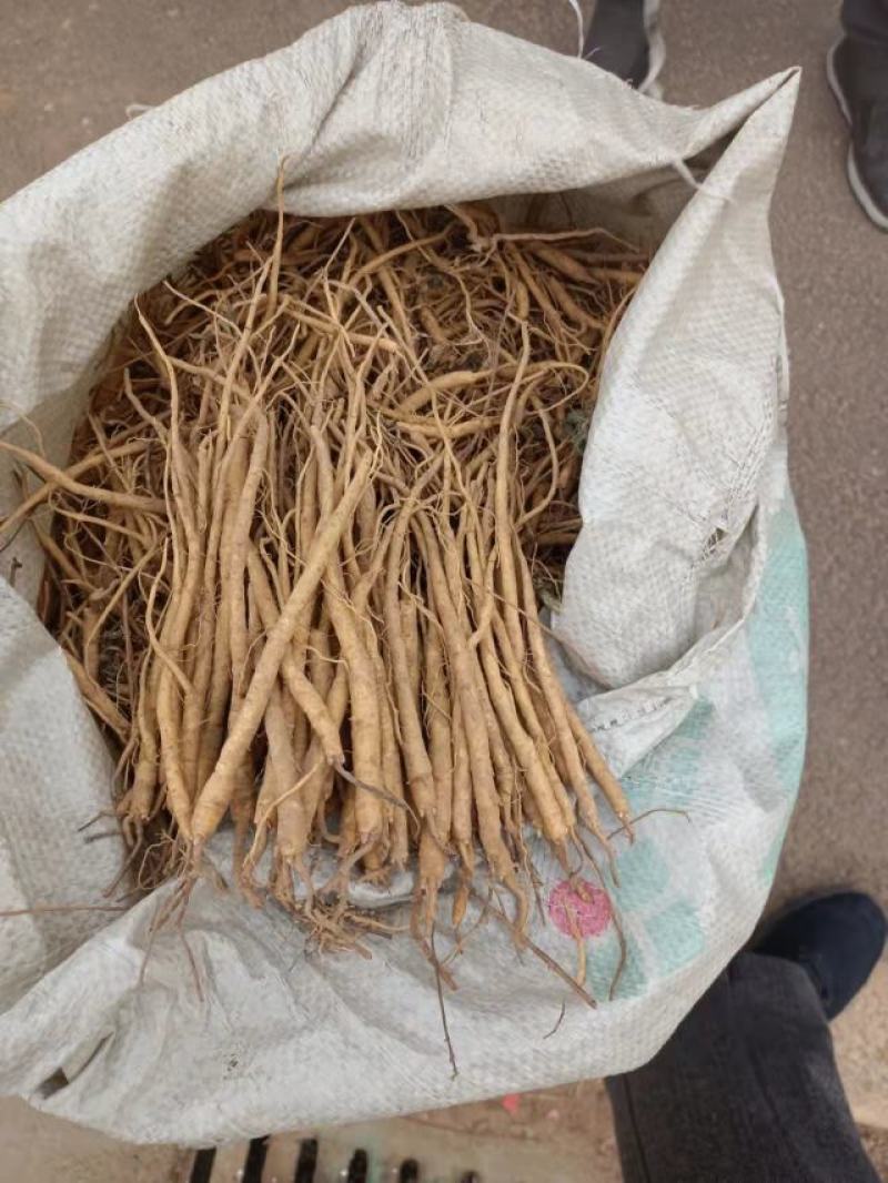 黄芩苗，一手货源质量保证，欢迎电联采购，量大从优