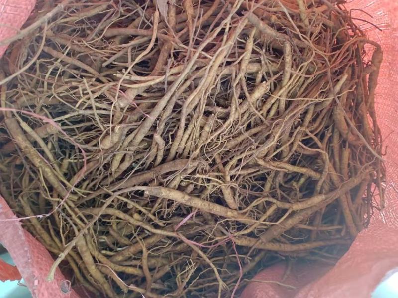 黄芩苗，一手货源质量保证，欢迎电联采购，量大从优