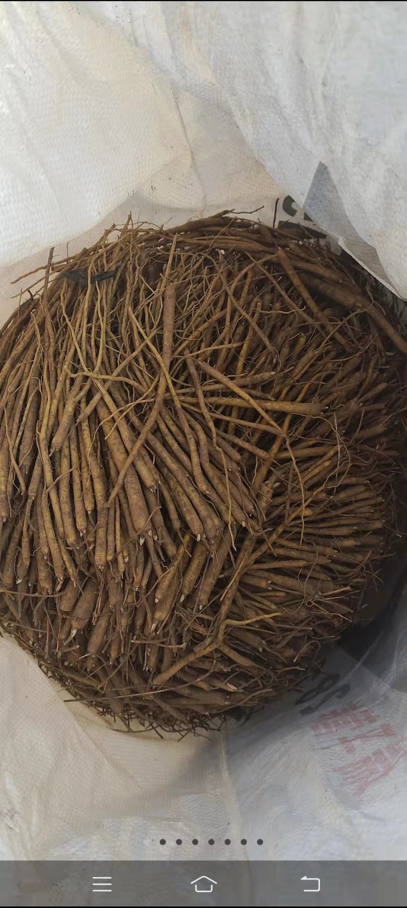 黄芩苗，一手货源质量保证，欢迎电联采购，量大从优