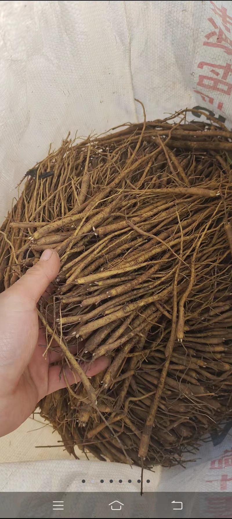 黄芩苗，一手货源质量保证，欢迎电联采购，量大从优