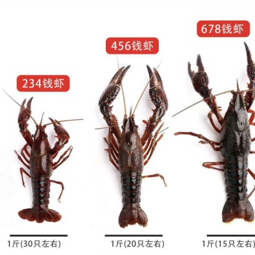 湖北潜江小龙虾虾谷小龙虾批发一件包邮