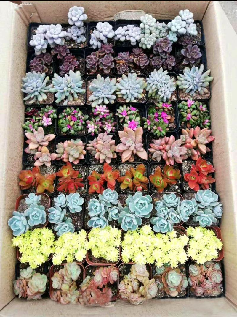多肉植物青州花卉基地直发混合拼箱小老桩绿植土肉肉