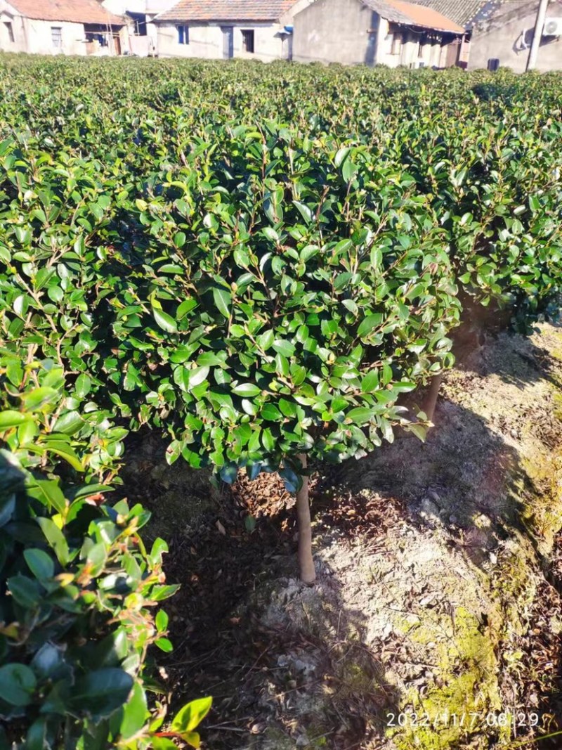 高脚茶梅，立寒，高大约90左右，量大从优