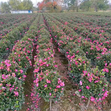 高脚茶梅，立寒，高大约90左右，量大从优