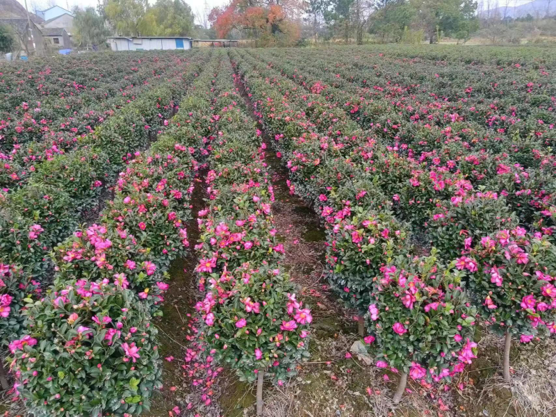 高脚茶梅，立寒，高大约90左右，量大从优