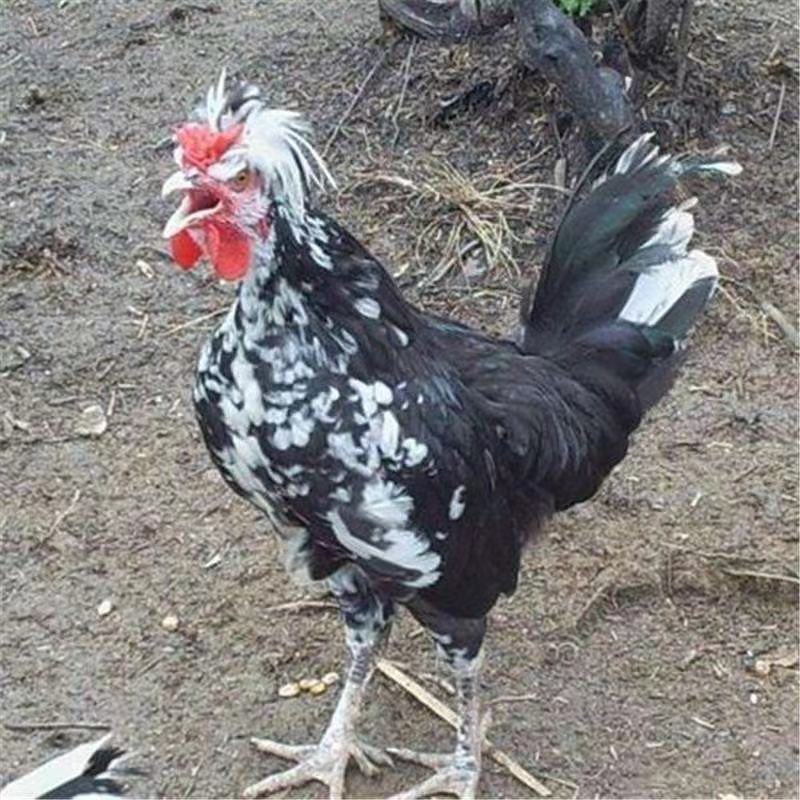 贵妃鸡苗
