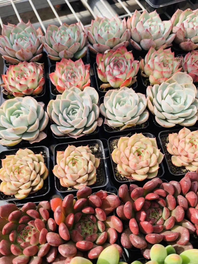 多肉植物青州花卉基地直发混合拼箱小老桩绿植土肉肉