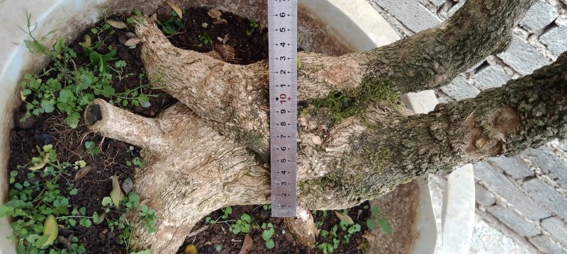 黄杨熟桩，图片为同棵树的多个面拍摄，包邮出，报价为实价。