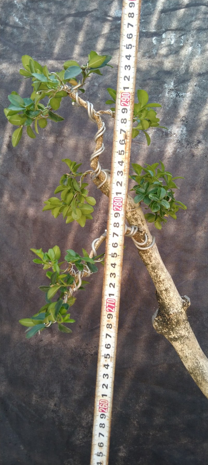 精品瓜子黄杨熟桩，图片为同棵树的多个面拍摄，包邮出，
