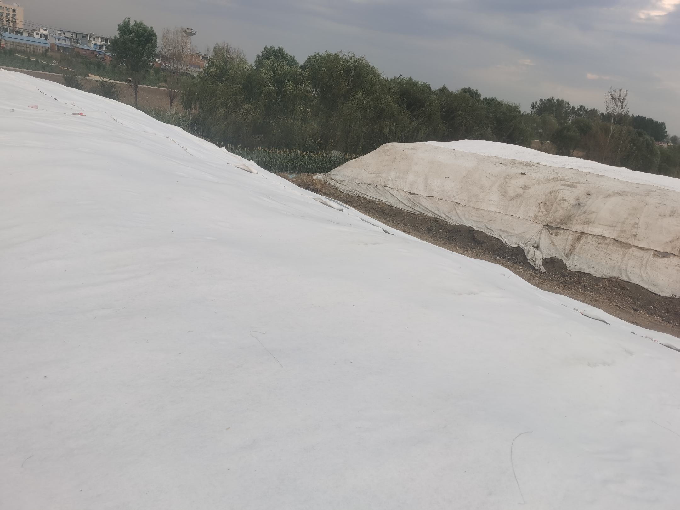 小麦地膜覆盖种植示意图