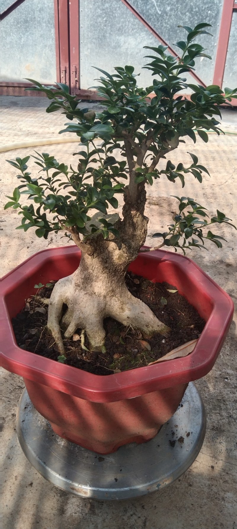 瓜子黄杨盆景黄杨熟桩，图片为同棵树的多个面拍摄，包邮出，
