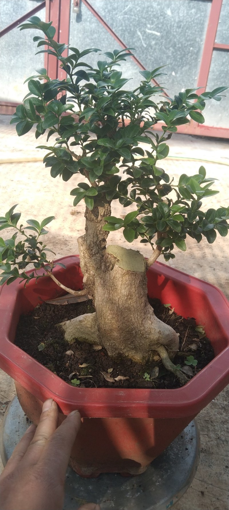 瓜子黄杨盆景黄杨熟桩，图片为同棵树的多个面拍摄，包邮出，