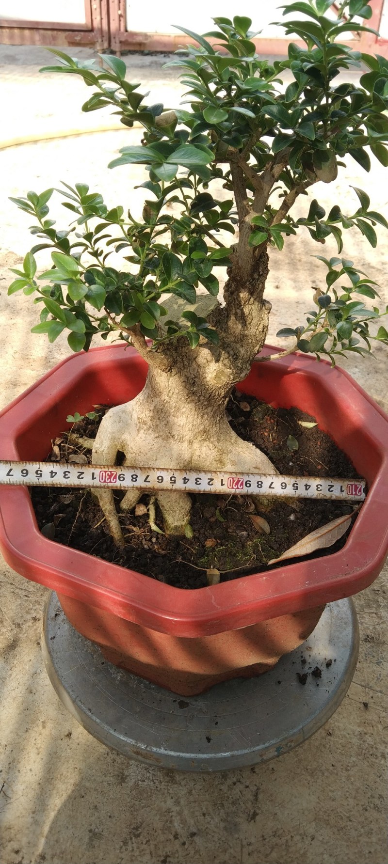瓜子黄杨盆景黄杨熟桩，图片为同棵树的多个面拍摄，包邮出，