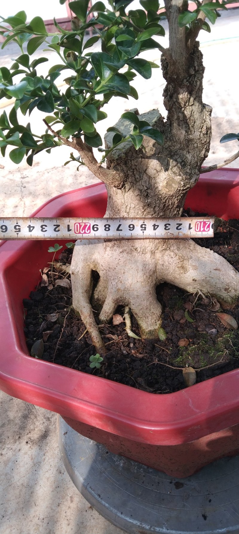 瓜子黄杨盆景黄杨熟桩，图片为同棵树的多个面拍摄，包邮出，