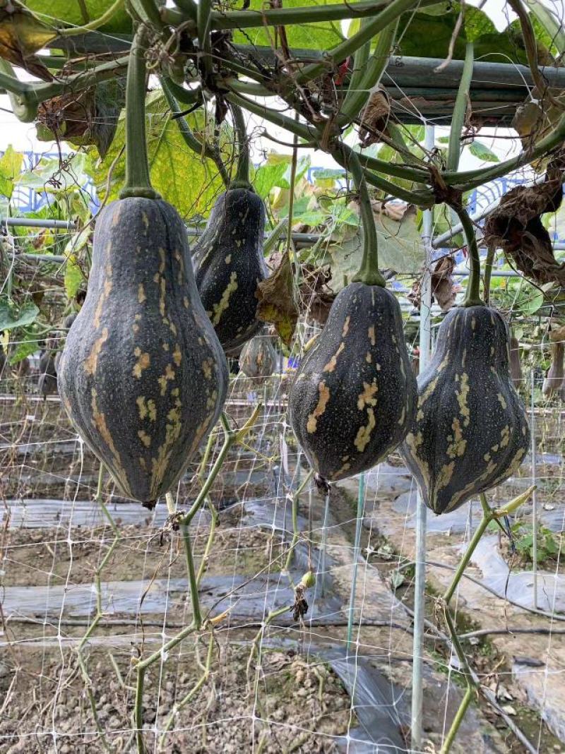 香芋南瓜种子，飘香小南瓜香芋味，厂家货源，产量高，电联