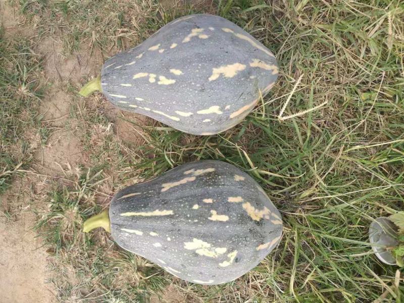 香芋南瓜种子，飘香小南瓜香芋味，厂家货源，产量高，电联