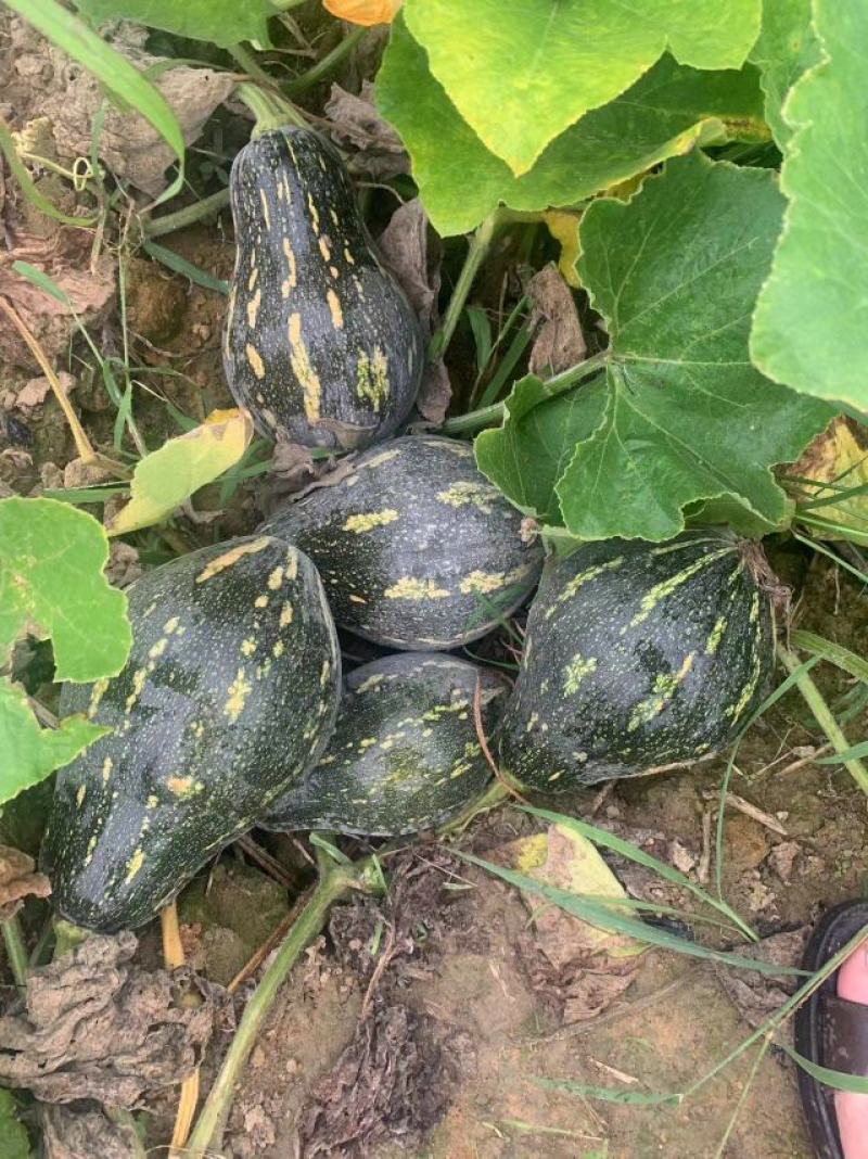 香芋南瓜种子，飘香小南瓜香芋味，厂家货源，产量高，电联