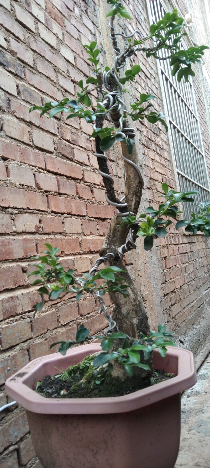 瓜子黄杨盆景黄杨熟桩，图片为同棵树的多个面拍摄，包邮出，