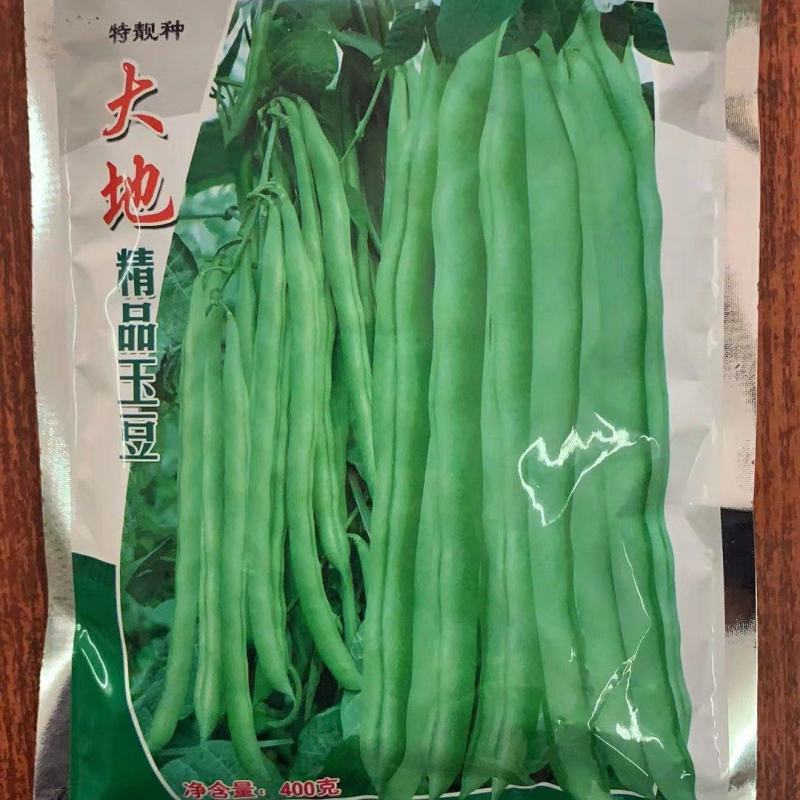 大地精品玉豆种子，小金豆种子，四季豆种子，质量保证电联