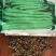 大地精品玉豆种子，小金豆种子，四季豆种子，质量保证电联