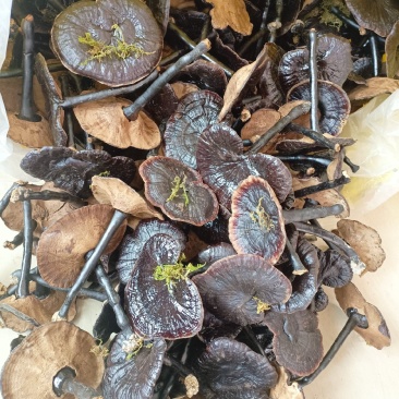 江西产地直发长柄金边黑底紫灵芝黑灵芝长腿薄边味不苦仿