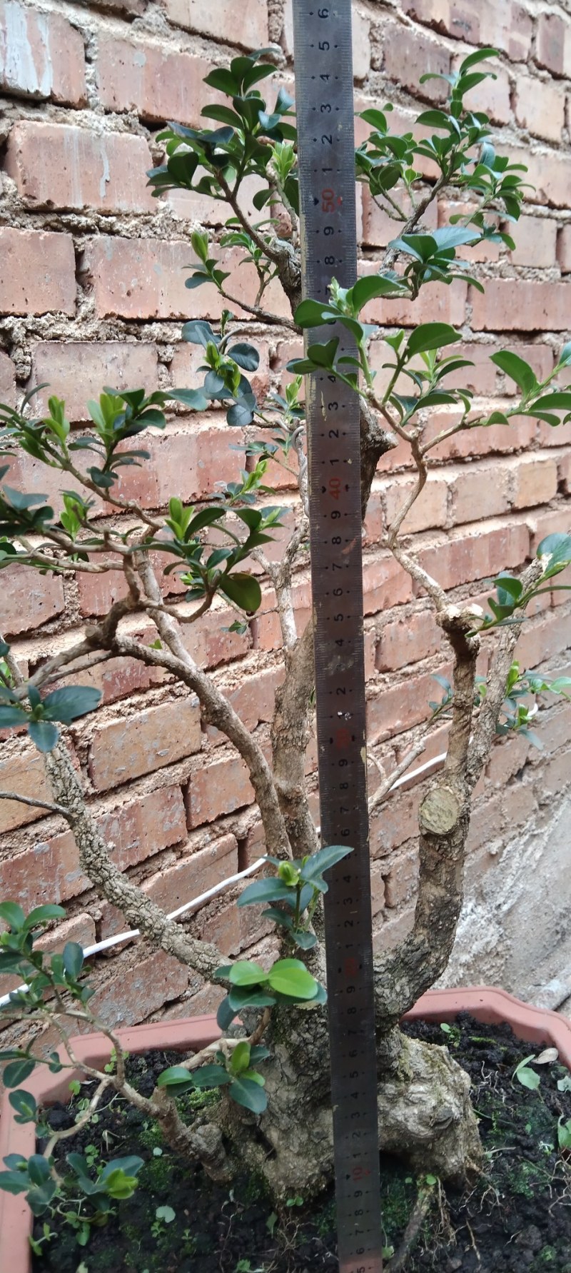 黄杨盆景黄杨熟桩，图片为同棵树的多个面拍摄，包邮出，能拍