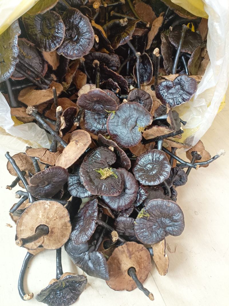 江西产地直发长柄金边黑底紫灵芝黑灵芝长腿薄边味不苦仿