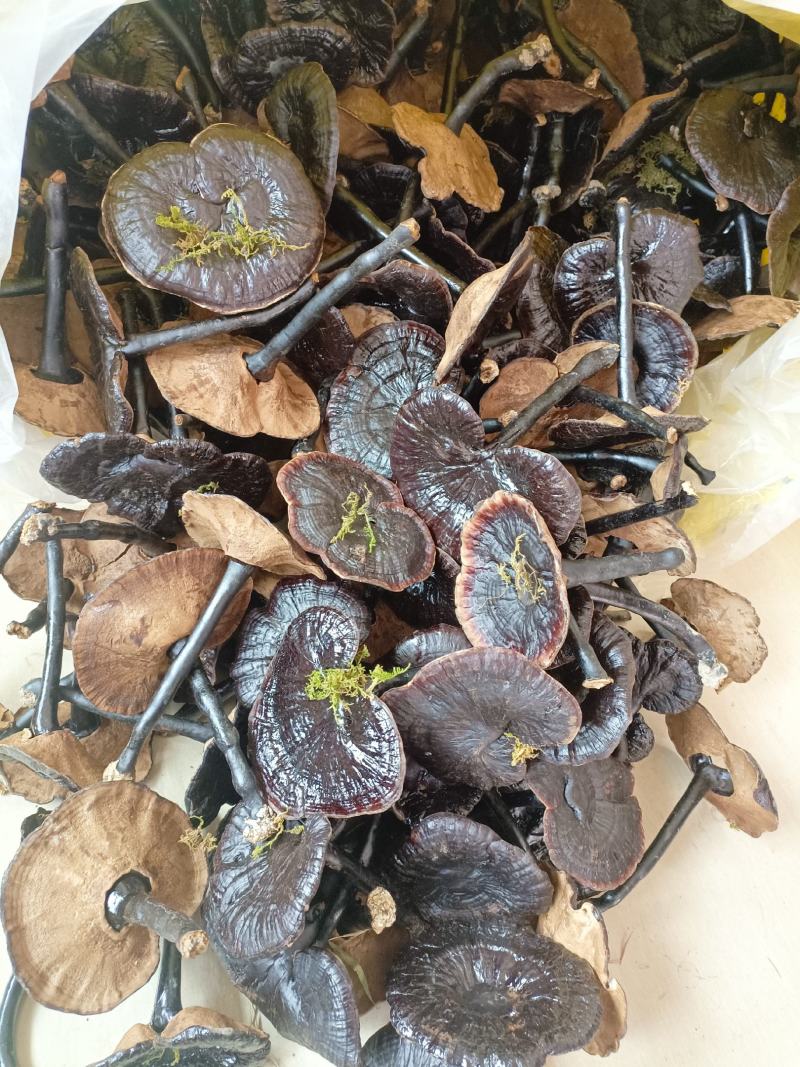 江西产地直发长柄金边黑底紫灵芝黑灵芝长腿薄边味不苦仿