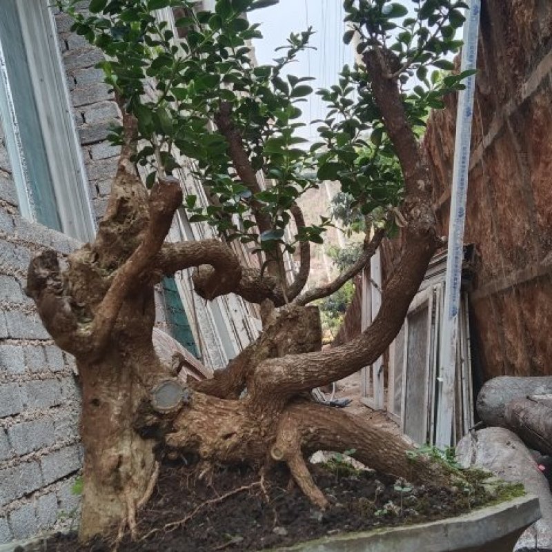 瓜子黄杨盆景黄杨熟桩，图片为同棵树的多个面拍摄，包邮出，