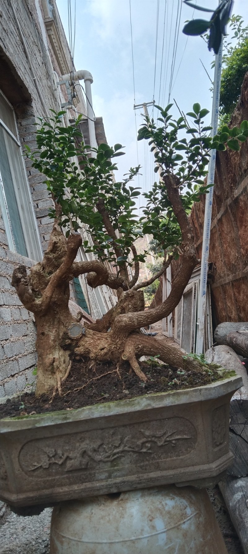 瓜子黄杨盆景黄杨熟桩，图片为同棵树的多个面拍摄，包邮出，