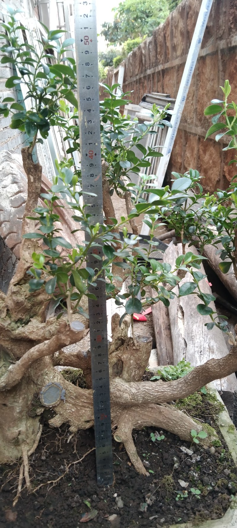 瓜子黄杨盆景黄杨熟桩，图片为同棵树的多个面拍摄，包邮出，