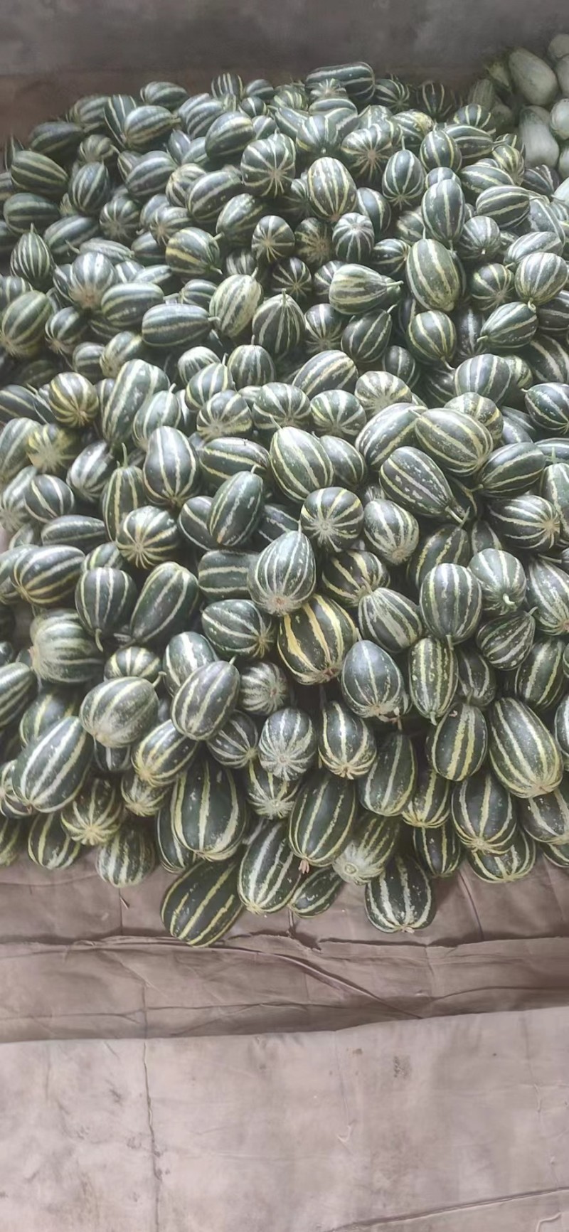 博洋甜瓜花姑娘6172博洋9品类多价格美丽