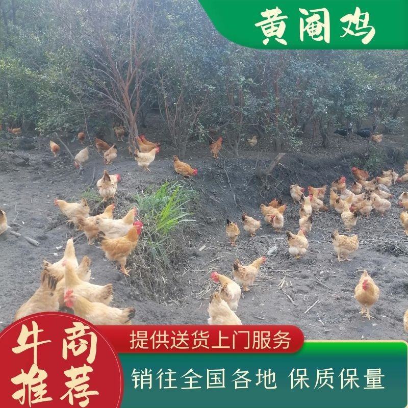 江西散养黄脚黄皮黄油土黄阉鸡，提供送货上门服务品质保证