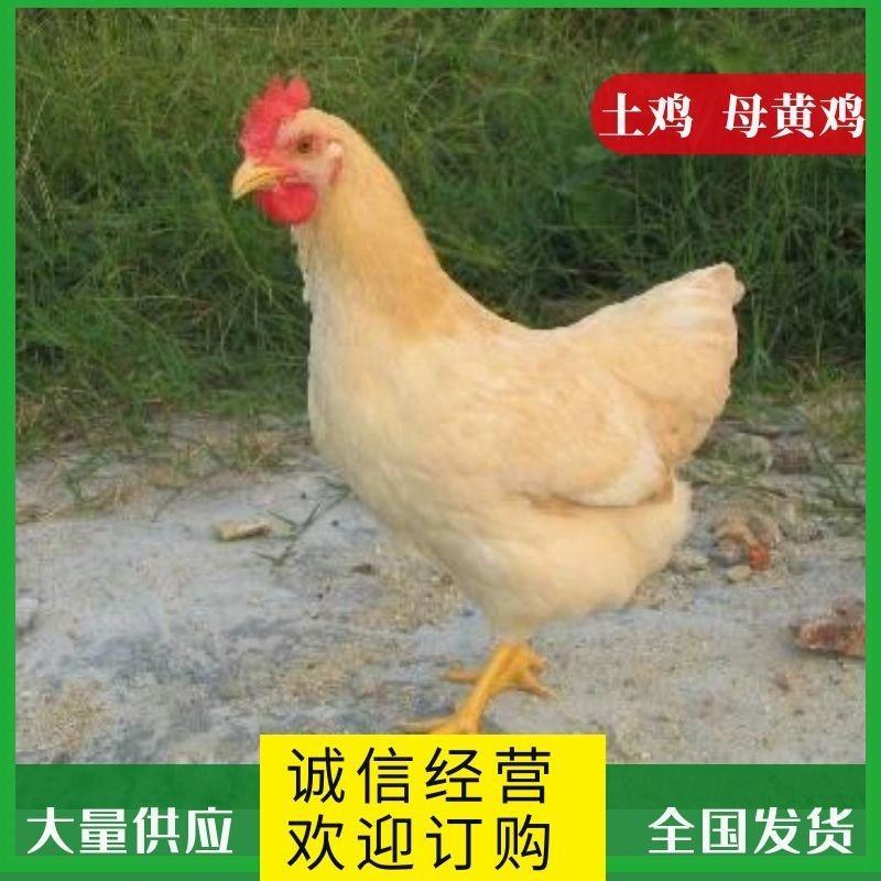 土鸡，小脚土1母黄鸡宁都黄批发饭店山庄好货品质保证提供送