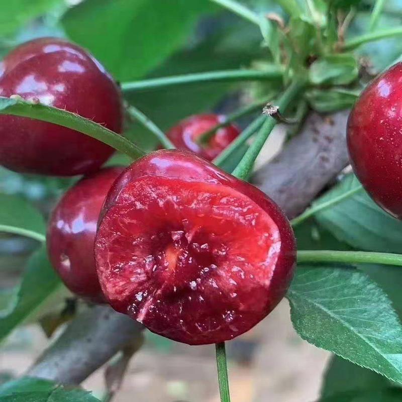 美早大樱桃，红灯樱桃种植基地，质优价廉，新鲜采摘代发全国
