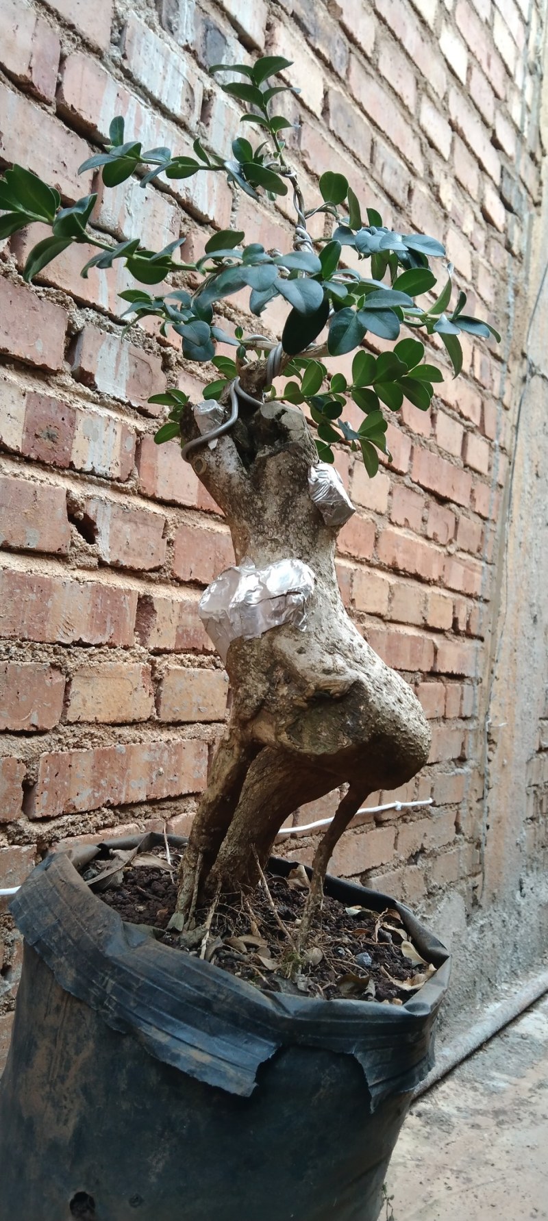 小叶精品黄杨盆景黄杨熟桩，图片为同棵树的多个面拍摄，包邮
