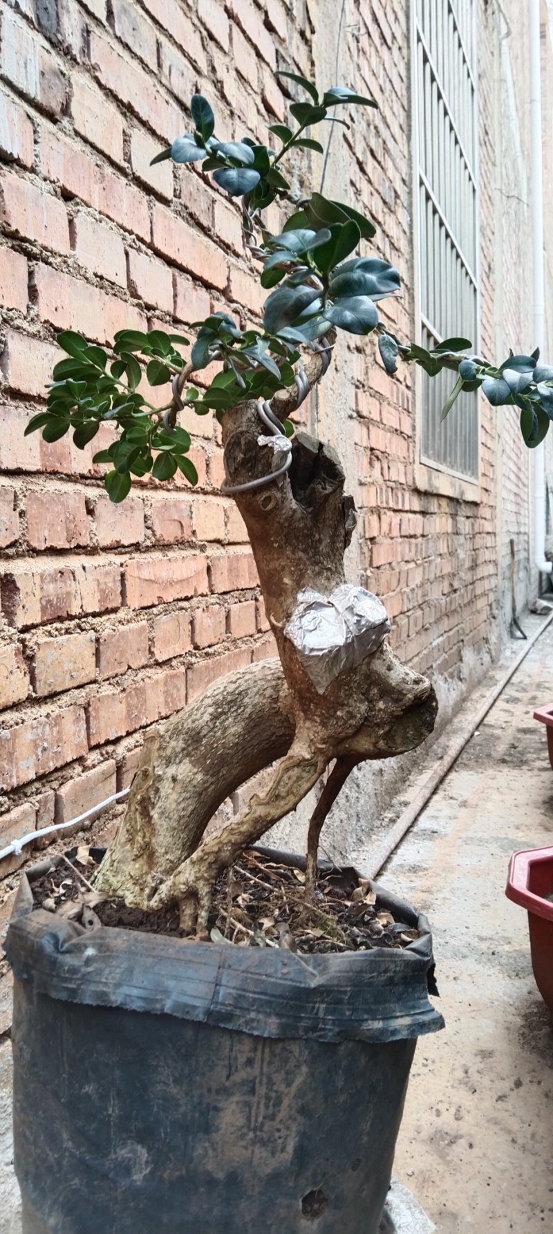 小叶精品黄杨盆景黄杨熟桩，图片为同棵树的多个面拍摄，包邮